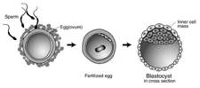 Blastocyst,�����պص��ҡ �ѭ�����١,�Ѵ���١,���ͧ͡���١ ෤����ժ�������͡����ԭ�ѹ���Ẻ����ҡʶҺѹ����࿤����� �·��ᾷ��������Ǫҭ�ç��Һ�Ż���Ƿ